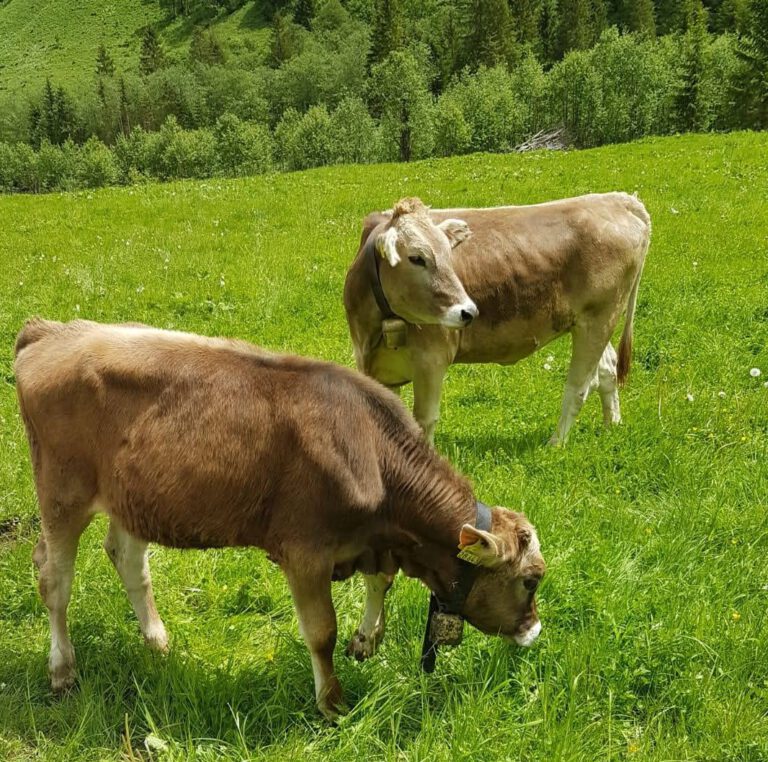 Kühe auf der Weide 2