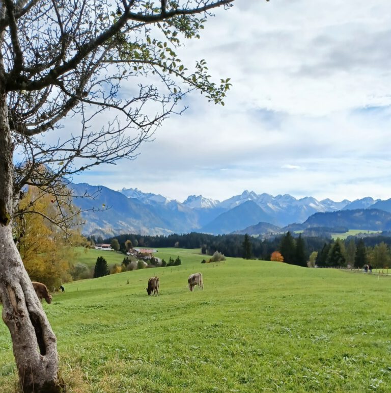 Kühe auf der Weide